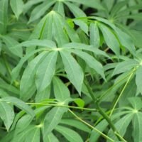 Cassava Leaves(Sombe)