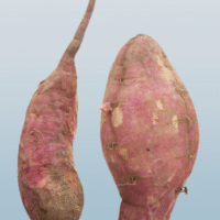 Sweet Potato