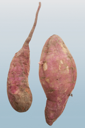 Sweet Potato